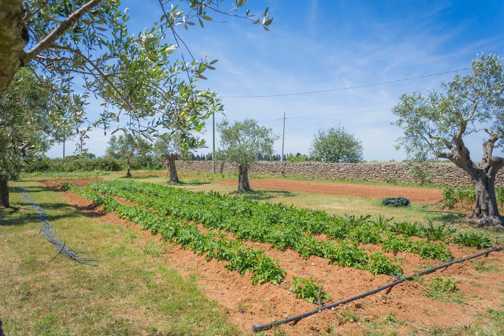 Vegetable garden